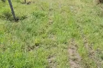 Satılır Torpaq Biləcəridə