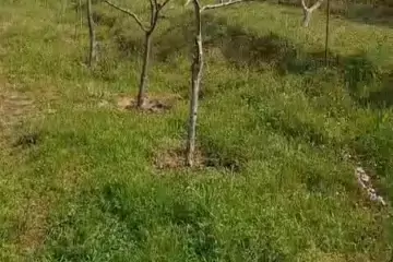 Satılır Torpaq Biləcəridə