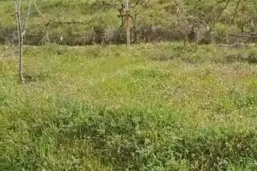 Satılır Torpaq Biləcəridə