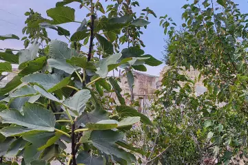 Satılır Bağ Evi Türkənda