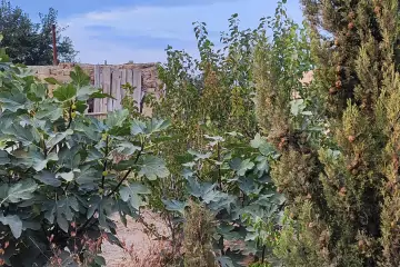 Satılır Bağ Evi Türkənda