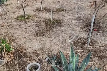 Satılır Bağ Evi Türkənda