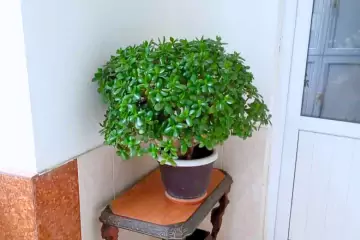 Satılır Yeni Tikili Beşmərtəbədə
