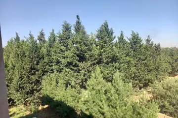 Satılır Bağ Evi Novxanıda