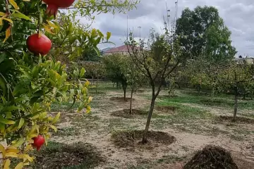 Satılır Bağ Evi Buzovnada