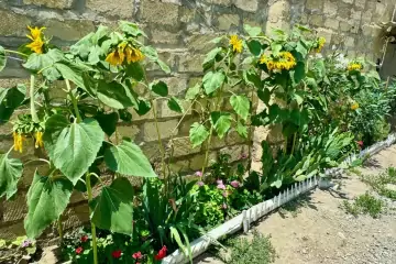 Satılır Həyət Evi Yasamalda