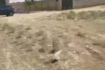 Satılır Torpaq Masazırda