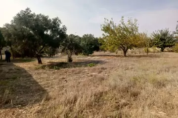 Satılır Torpaq Ceyranbatan Qəs.də
