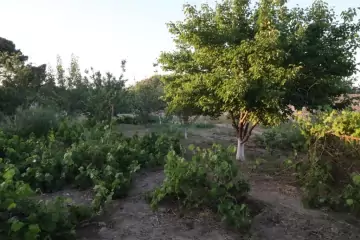 Satılır Torpaq Maştağada