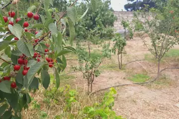 Satılır Torpaq Maştağada