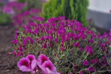 Satılır Villa Badamdarda