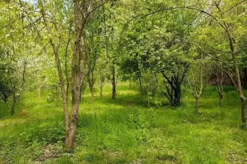 Günlük Kirayə Bağ Evi Lənkəranda