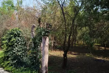 Günlük Kirayə Bağ Evi Lənkəranda