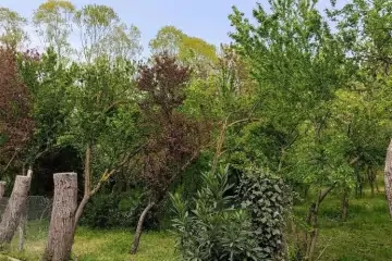 Günlük Kirayə Bağ Evi Lənkəranda