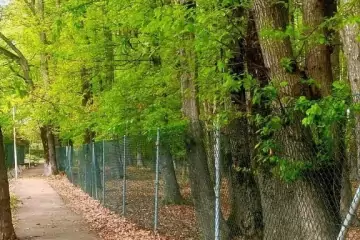 Günlük Kirayə Bağ Evi Lənkəranda