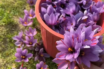 Satılır Torpaq Maştağada