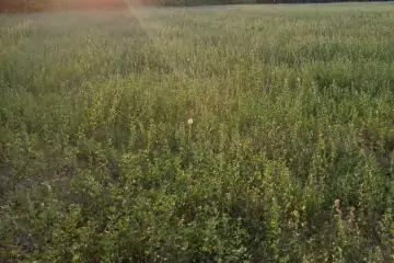 Satılır Torpaq şəki şəhəridə 