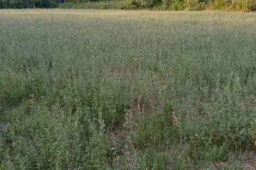 Satılır Torpaq şəki şəhəridə 