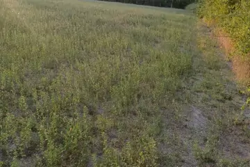 Satılır Torpaq şəki şəhəridə 