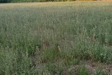 Satılır Torpaq şəki şəhəridə 