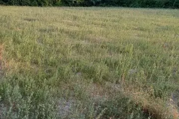 Satılır Torpaq şəki şəhəridə 