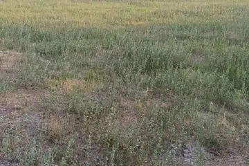 Satılır Torpaq şəki şəhəridə 