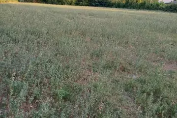 Satılır Torpaq şəki şəhəridə 