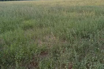 Satılır Torpaq şəki şəhəridə 