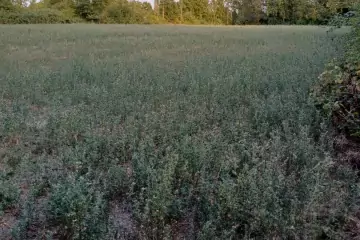 Satılır Torpaq şəki şəhəridə 