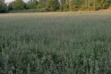 Satılır Torpaq şəki şəhəridə 