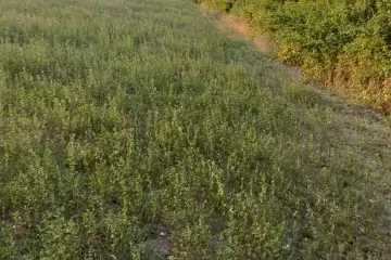 Satılır Torpaq şəki şəhəridə 