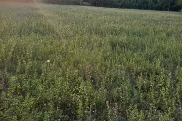 Satılır Torpaq şəki şəhəridə 