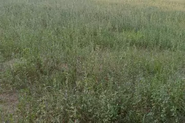 Satılır Torpaq şəki şəhəridə 