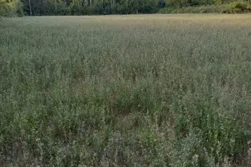 Satılır Torpaq şəki şəhəridə 