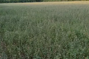 Satılır Torpaq şəki şəhəridə 