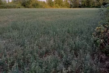 Satılır Torpaq şəki şəhəridə 