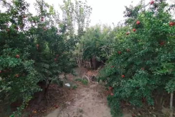 Satılır Bağ Evi Sarayda 