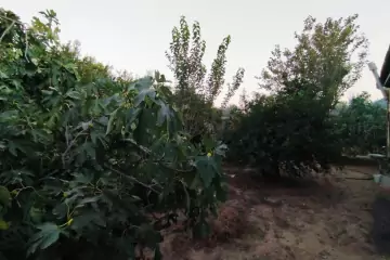 Satılır Bağ Evi Sarayda 