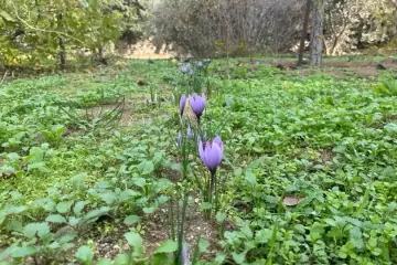 Satılır Həyət Evi Bilgəhdə 