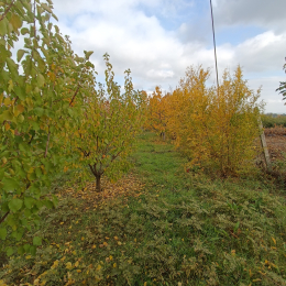 Satılır 3 otaqlı bağ evi 100 m², 20 sot  torpaq, Şabran rayonu