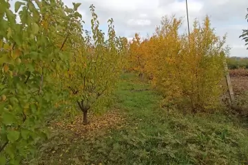 Satılır Bağ Evi şabran Rayonunda 