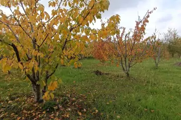 Satılır Bağ Evi şabran Rayonunda 