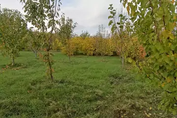 Satılır Bağ Evi şabran Rayonunda 