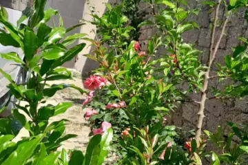 Satılır Həyət Evi Maştağada 