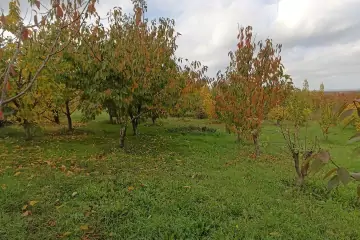 Satılır Bağ Evi şabran Rayonunda 