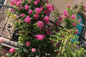 Satılır Həyət Evi Biləcəridə 