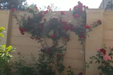 Satılır Həyət Evi Biləcəridə 