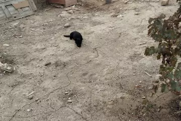 Satılır Həyət Evi Lökbatanda 