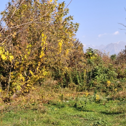 30 sot  torpaq satılır, Corlu kəndi