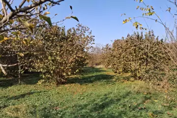 Satılır Torpaq Corlu Kəndində 